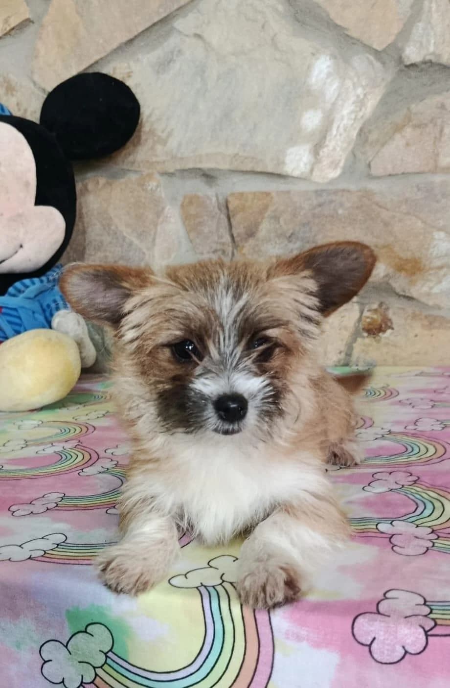Safir aus der Welpenbande, male puppy Yorkshire Terrier for adoption at Tierfreunde im Fläming e.V.