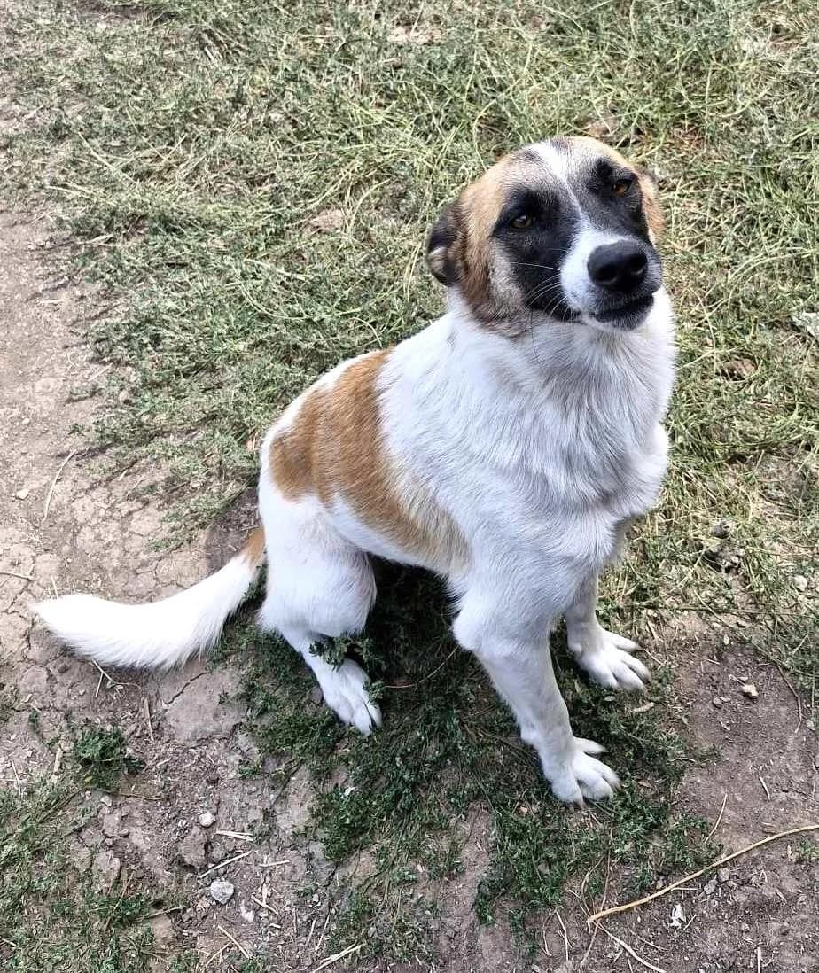 NONA,süßes Hundemädchen, female 3yo Mixed Breed for adoption at Tierfreunde im Fläming e.V.