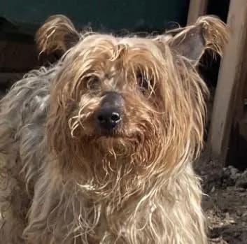 Kufi, male Yorkshire Terrier for adoption at Tierfreunde im Fläming e.V.