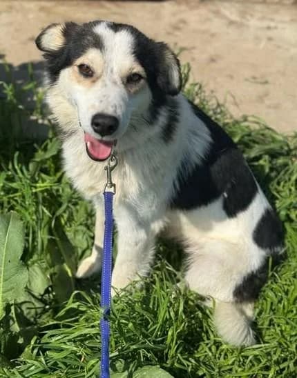 Die „lachende“ Cora, female 4yo Mixed Breed for adoption at Tierfreunde im Fläming e.V.