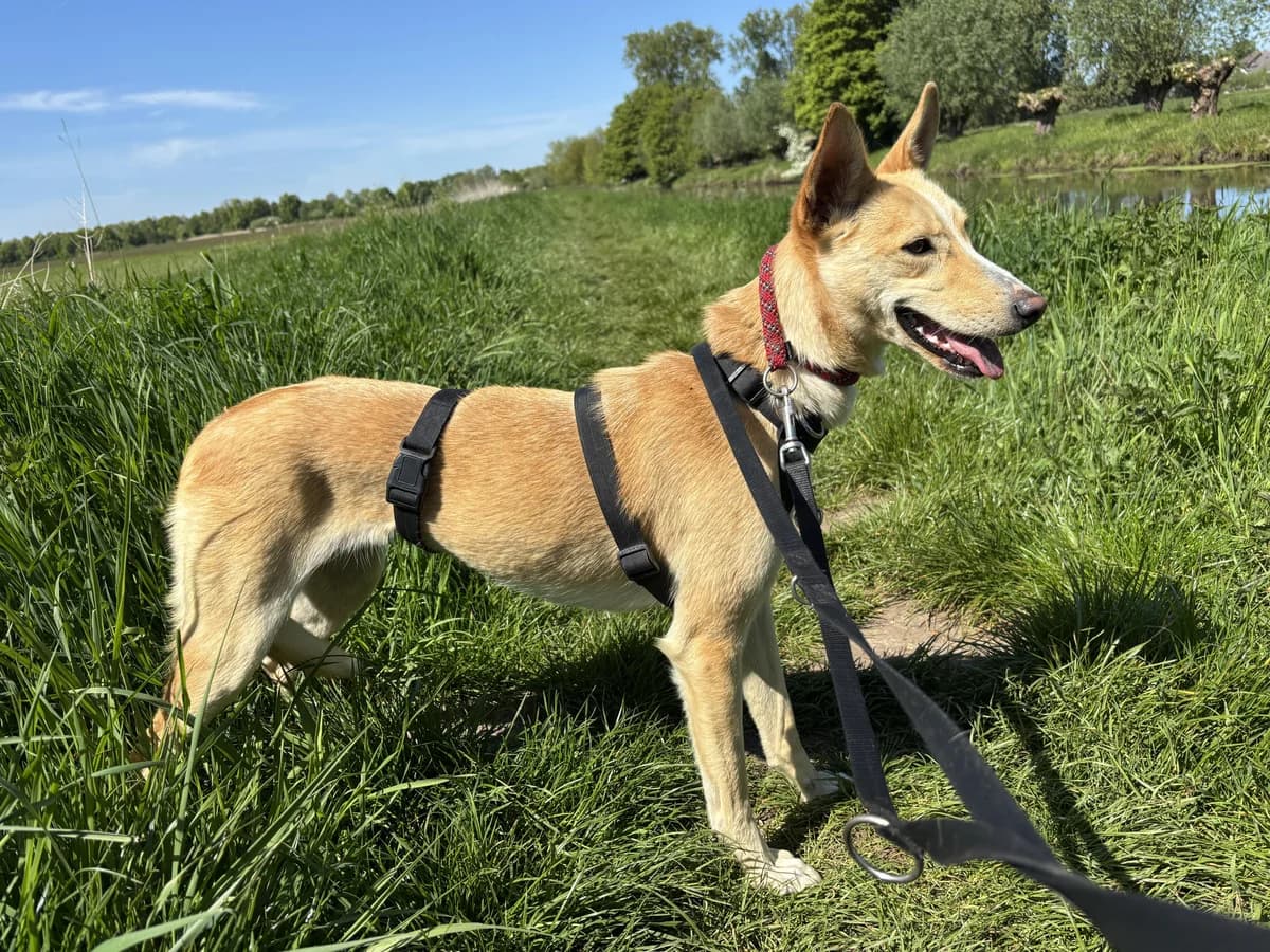 Sanfte 💕Violeta💕, female young Mixed Breed for adoption at Tierfreunde im Fläming e.V.