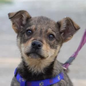 Melitta, female puppy Mixed Breed for adoption at Tierfreunde im Fläming e.V.