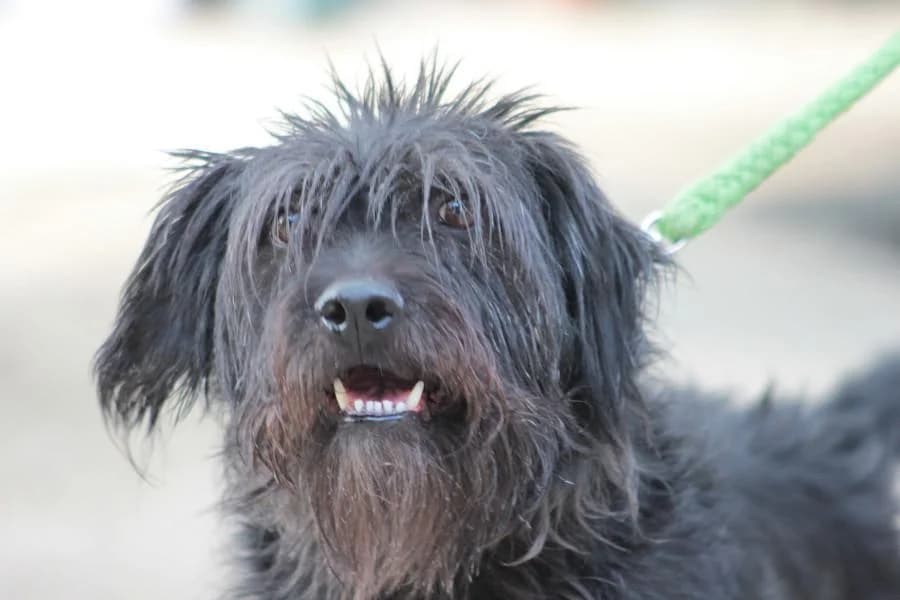 Elmo, male 6yo Mixed Breed for adoption at Tierfreunde im Fläming e.V.