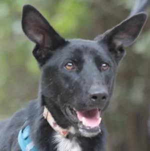 Lindor, female young Labrador Retriever for adoption at Tierfreunde im Fläming e.V.