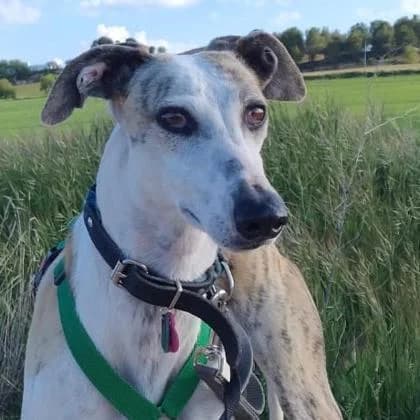 Lolo12 wünscht sich, male 3yo Galgo Español for adoption at Tierfreunde im Fläming e.V.