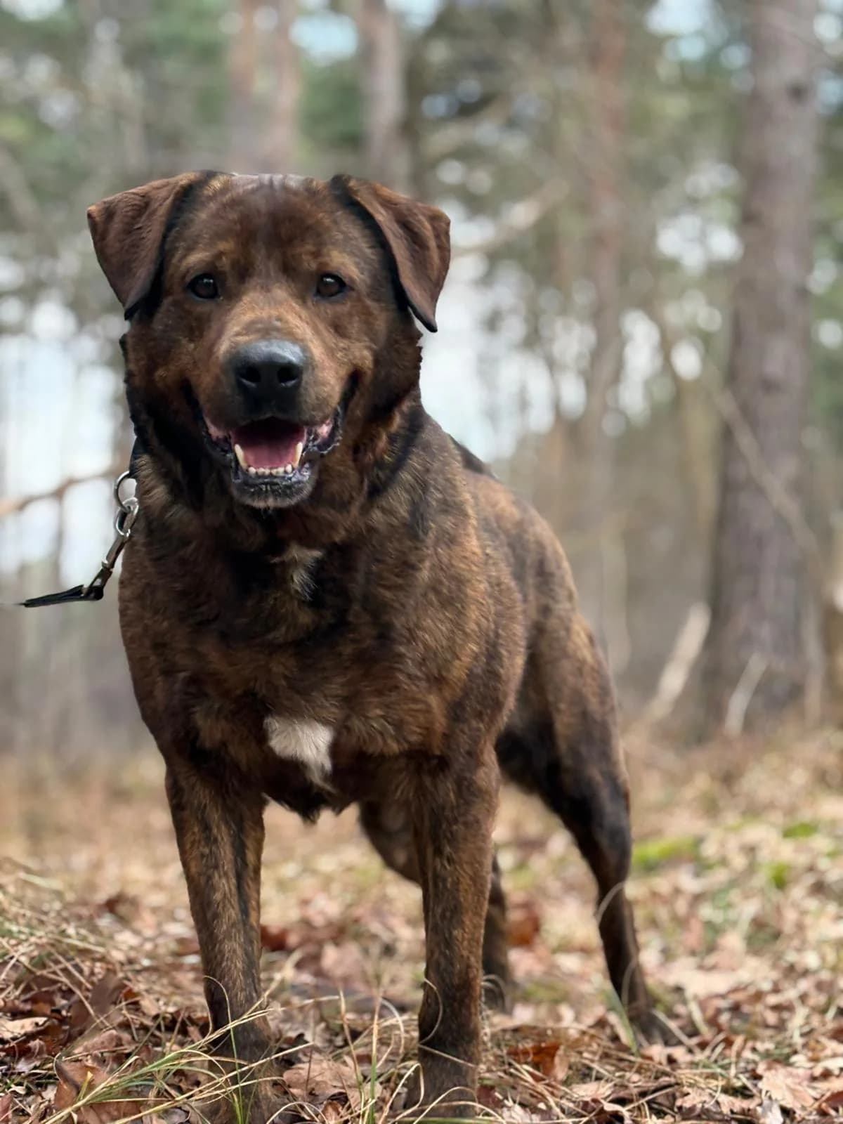 Ramiro, male 7yo Mixed Breed for adoption at Tierfreunde im Fläming e.V.