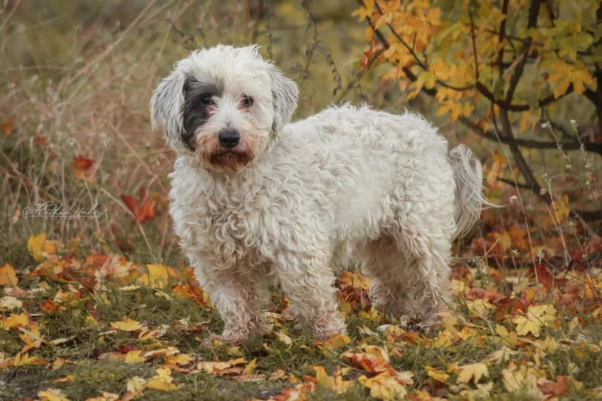 Fridolin, male 4yo Mixed Breed for adoption at Tierfreunde im Fläming e.V.