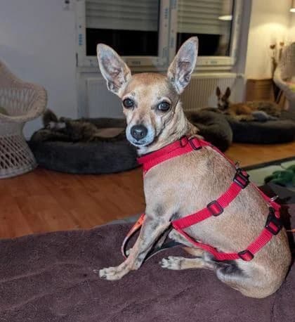 Dani, male 5yo Chihuahua for adoption at Tierfreunde im Fläming e.V.