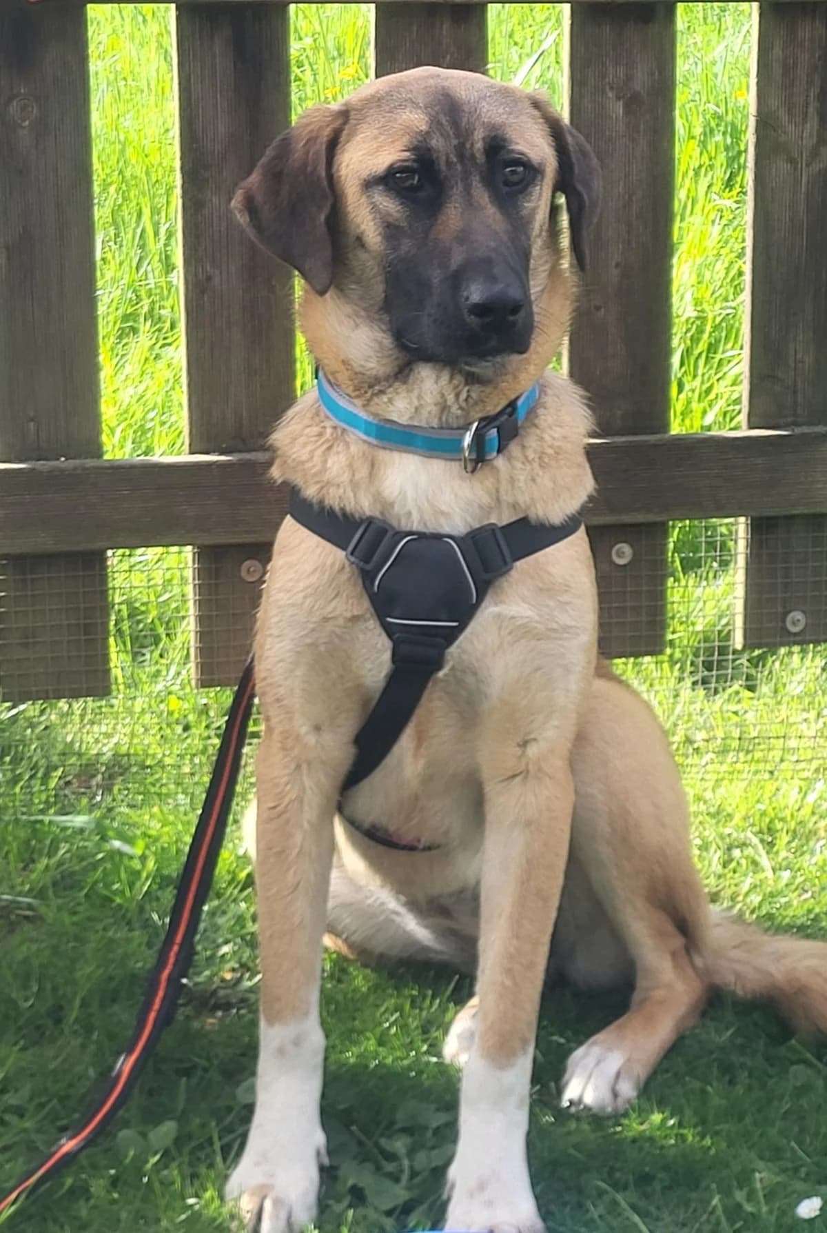 Naomi unser Rohdiamant, female young Mixed Breed for adoption at Tierfreunde im Fläming e.V.