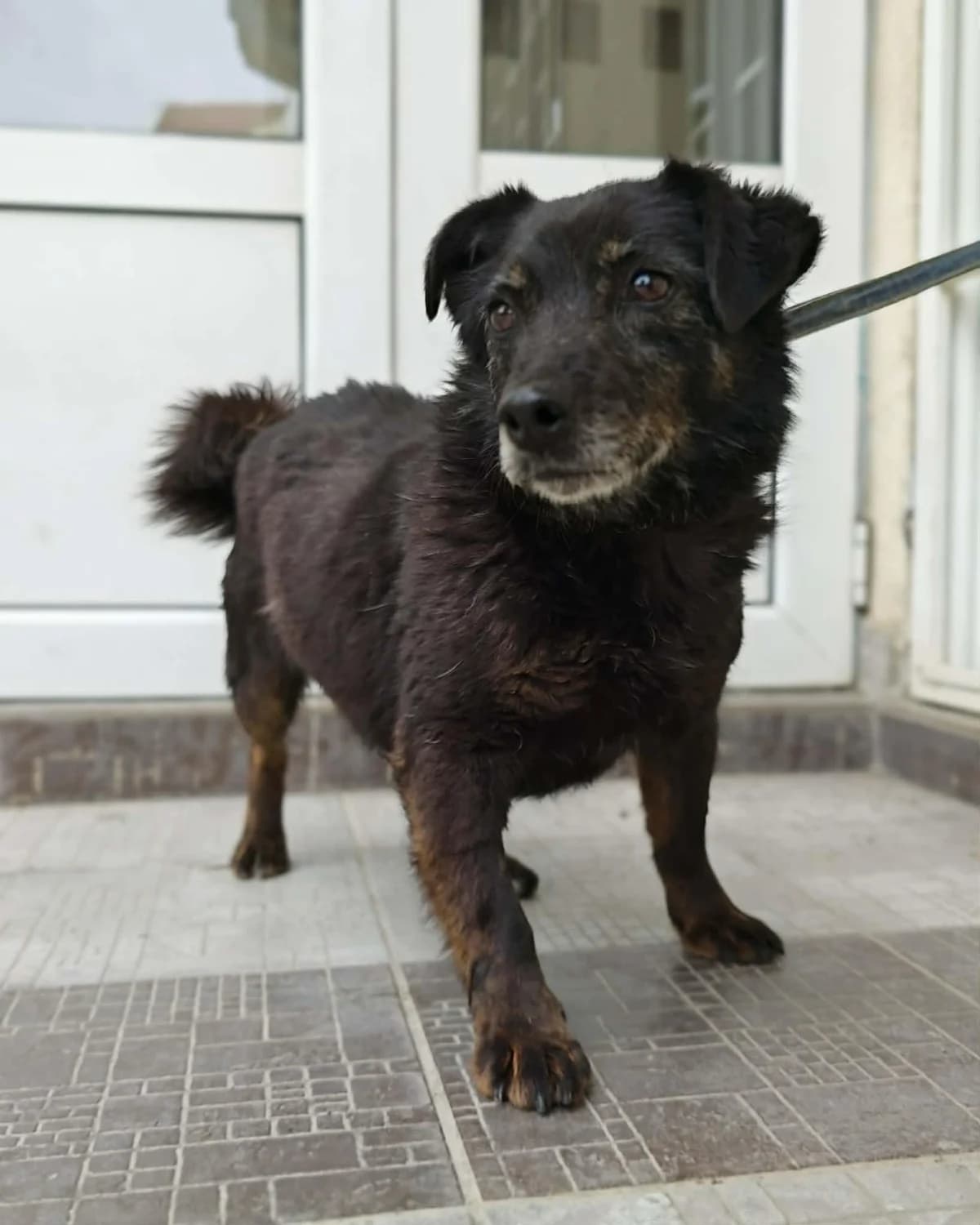 Elfie, female senior Mixed Breed for adoption at Tierfreunde im Fläming e.V.