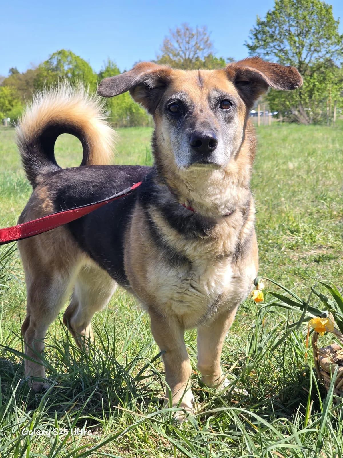 🐾 Viktoria, female 7yo Mixed Breed for adoption at Tierfreunde im Fläming e.V.