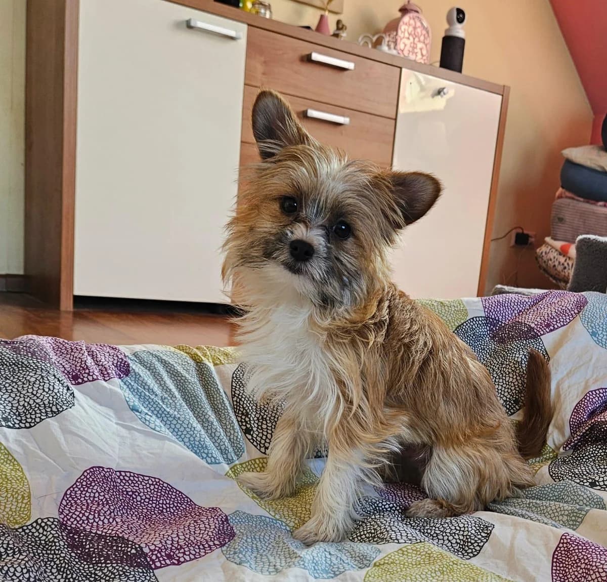 Safir, male puppy Yorkshire Terrier for adoption at Tierfreunde im Fläming e.V.