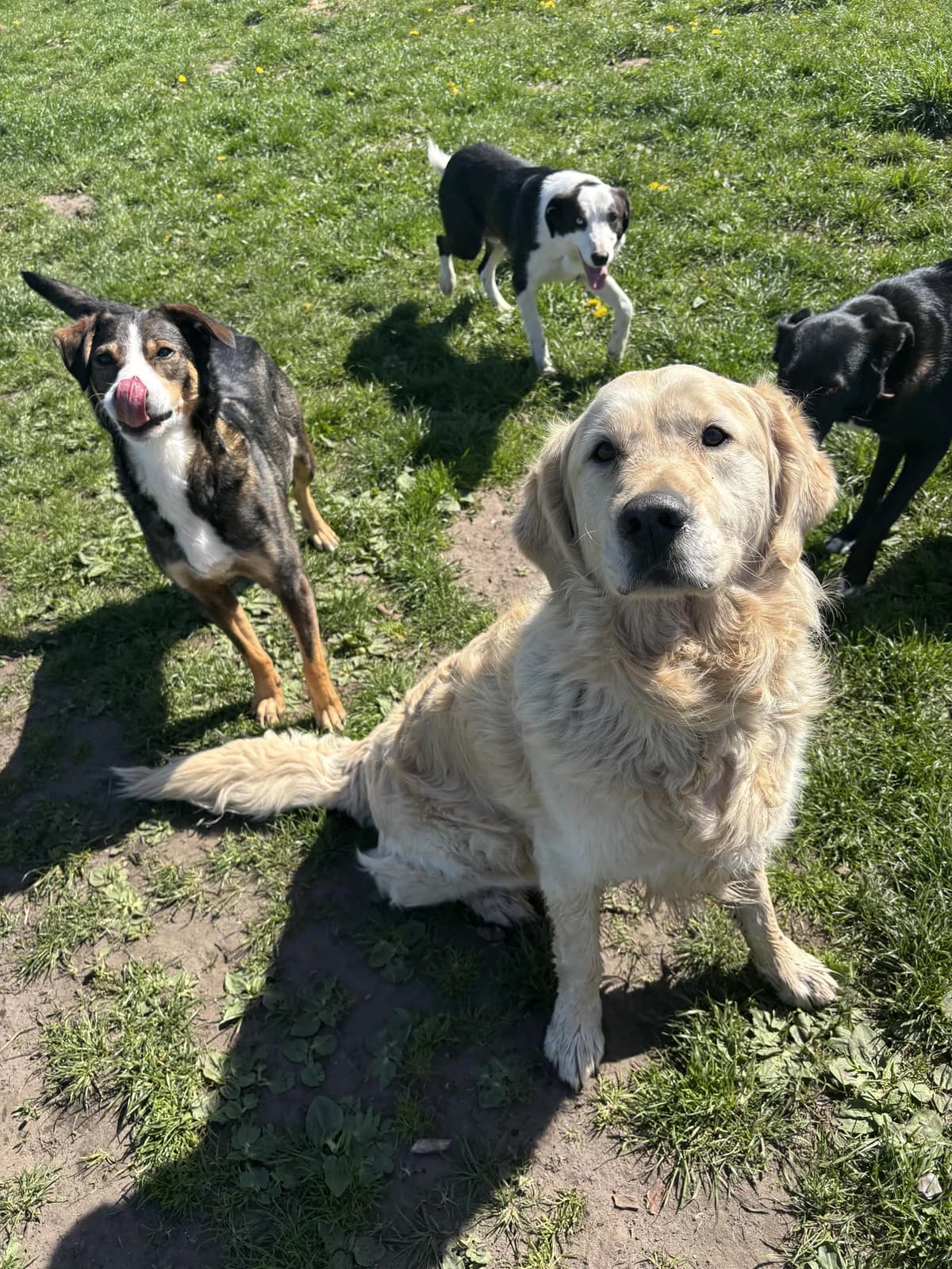 Arco, male 6yo Golden Retriever for adoption at Tierfreunde im Fläming e.V.