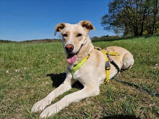 Ivy, female senior Labrador Retriever for adoption at Tierfreunde im Fläming e.V.
