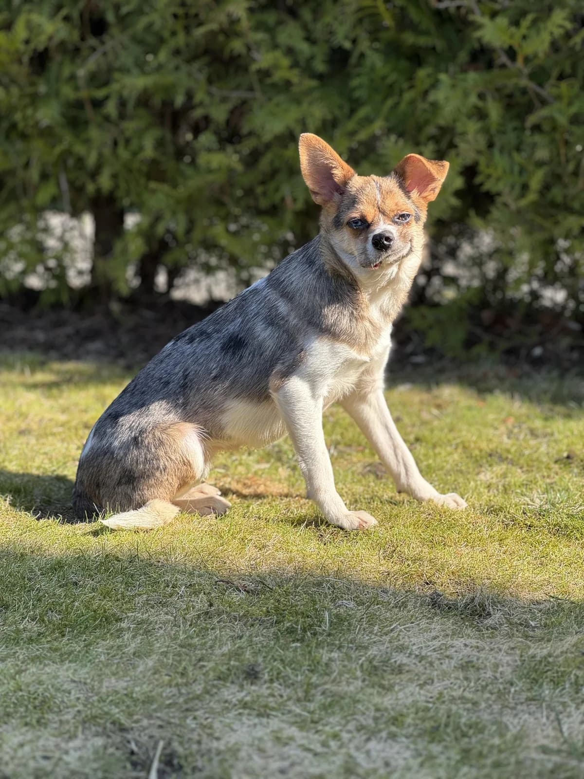 Kleine pfiffige Esther, female young Mixed Breed for adoption at Tierfreunde im Fläming e.V.