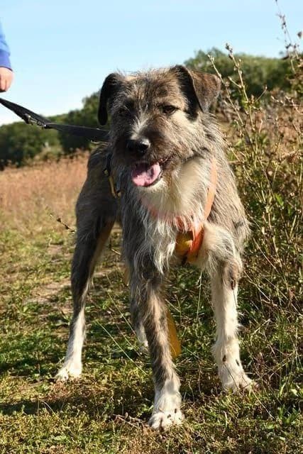 Wunderschöner frecher Ariel, male 6yo Mixed Breed for adoption at Tierfreunde im Fläming e.V.