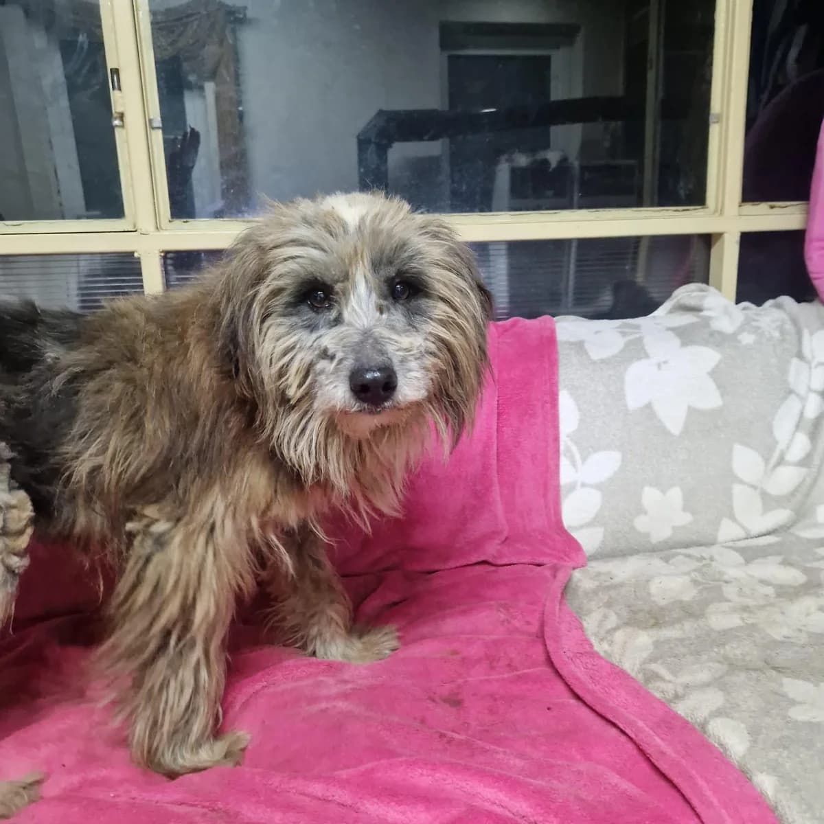 Fiete, male senior Mixed Breed for adoption at Tierfreunde im Fläming e.V.