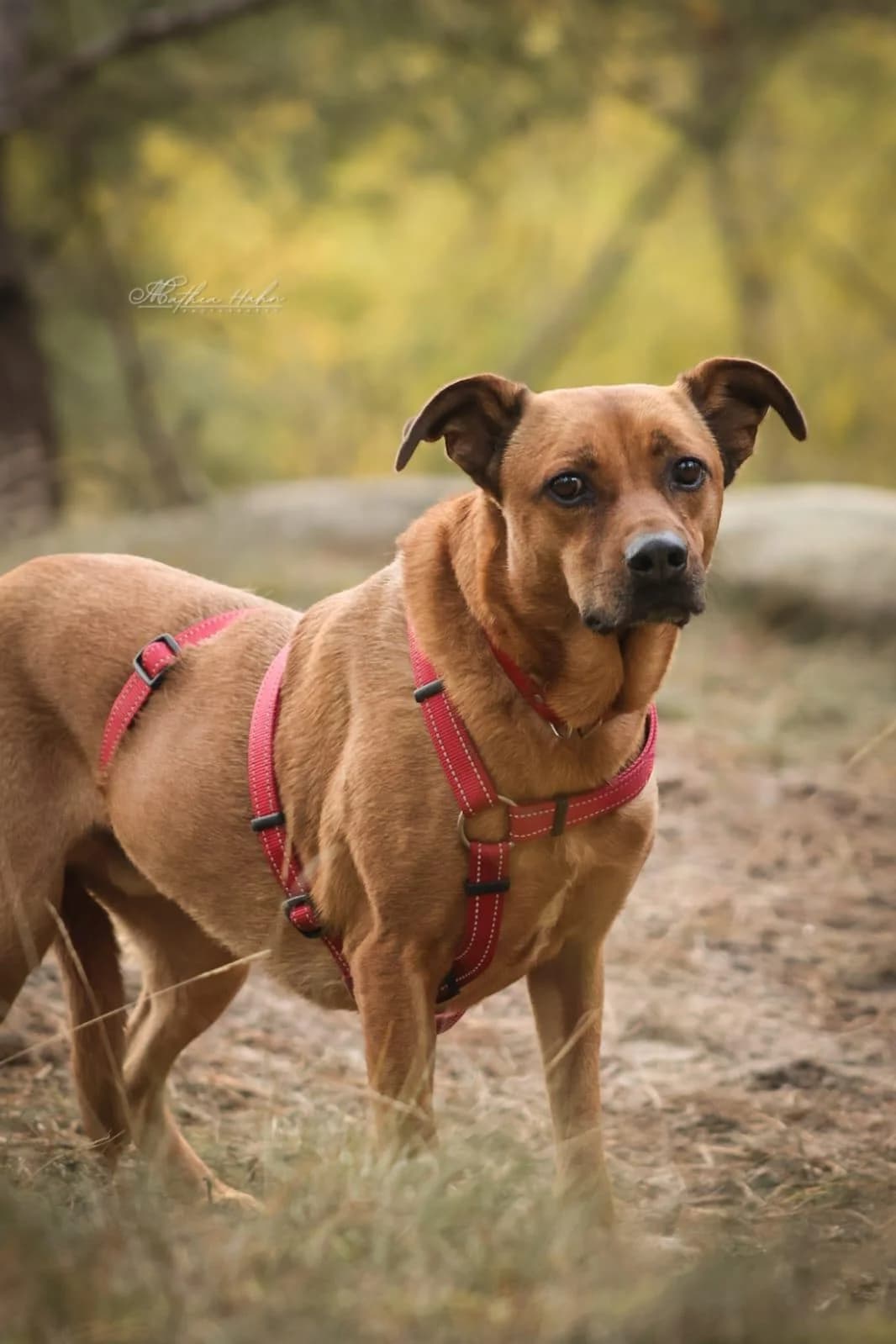 Santos, 5yo Mixed Breed for adoption at Tierfreunde im Fläming e.V.
