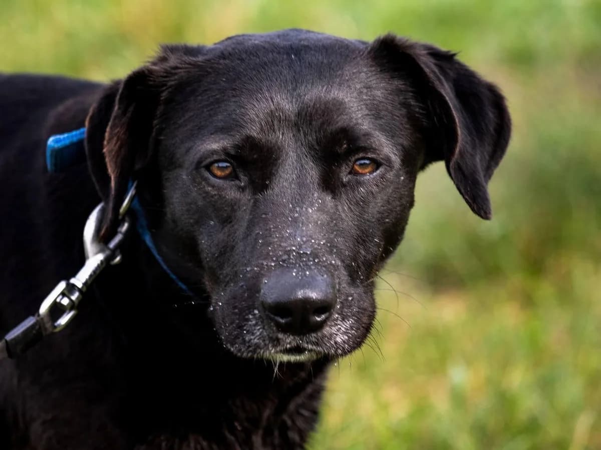 Romeo, male 4yo Mixed Breed for adoption at Tierfreunde im Fläming e.V.