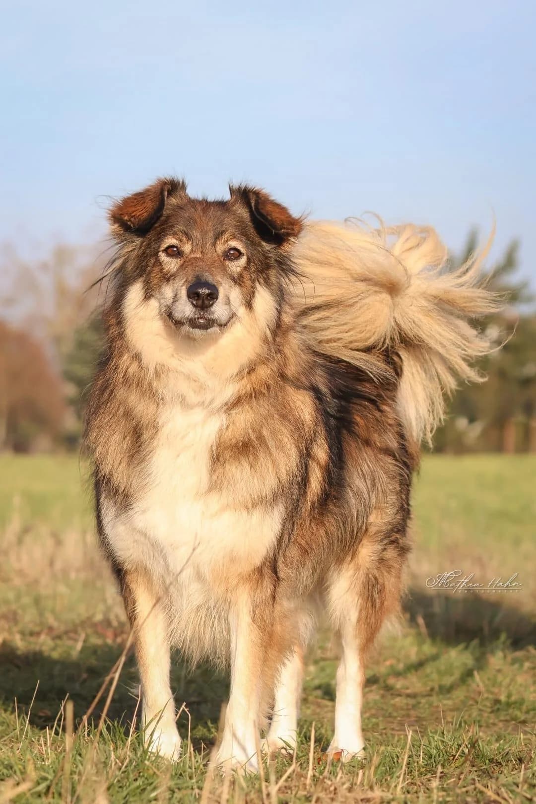 Freya, female 5yo Mixed Breed for adoption at Tierfreunde im Fläming e.V.