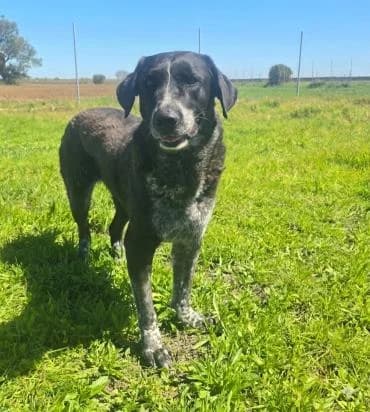 Lala, female senior Mixed Breed for adoption at Tierfreunde im Fläming e.V.