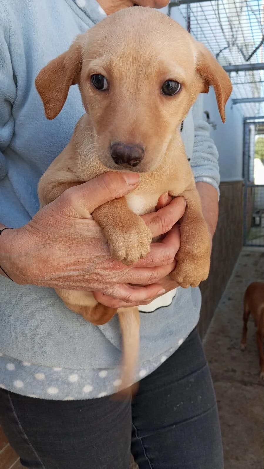Welpenbube Alani, male puppy Podenco for adoption at Tierfreunde im Fläming e.V.