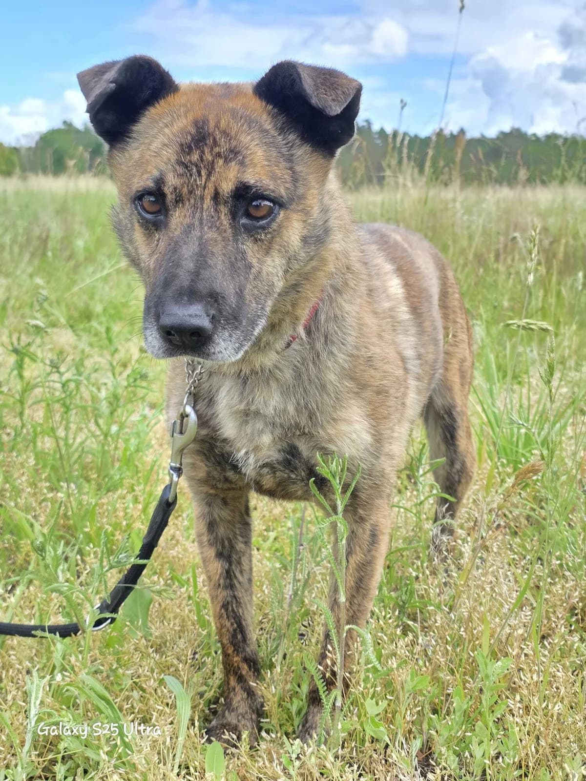 Sammy, male 5yo Mixed Breed for adoption at Tierfreunde im Fläming e.V.