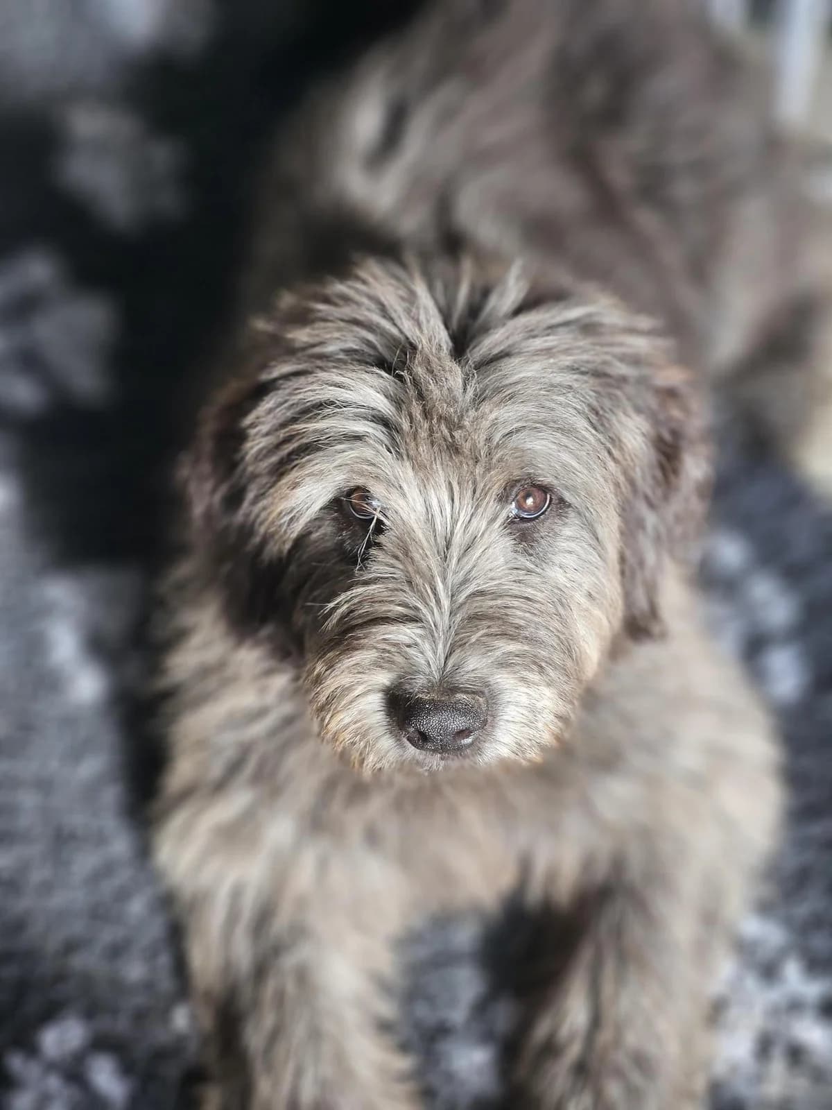 Elio, male young Mixed Breed for adoption at Tierfreunde im Fläming e.V.