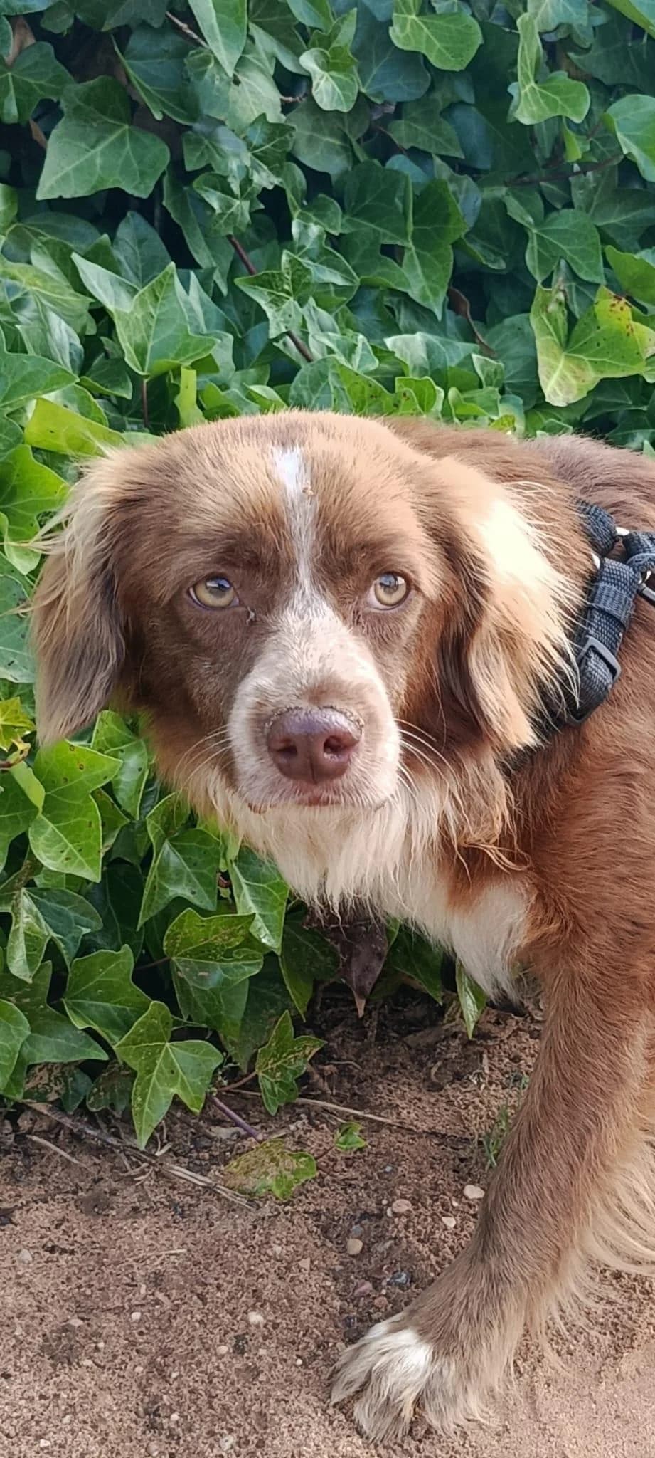 kleiner Roy, male young Cocker Spaniel for adoption at Tierfreunde im Fläming e.V.