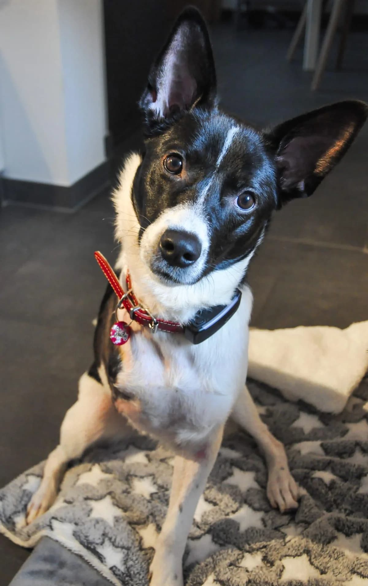 Dreibein Claire, female puppy Mixed Breed for adoption at Tierfreunde im Fläming e.V.