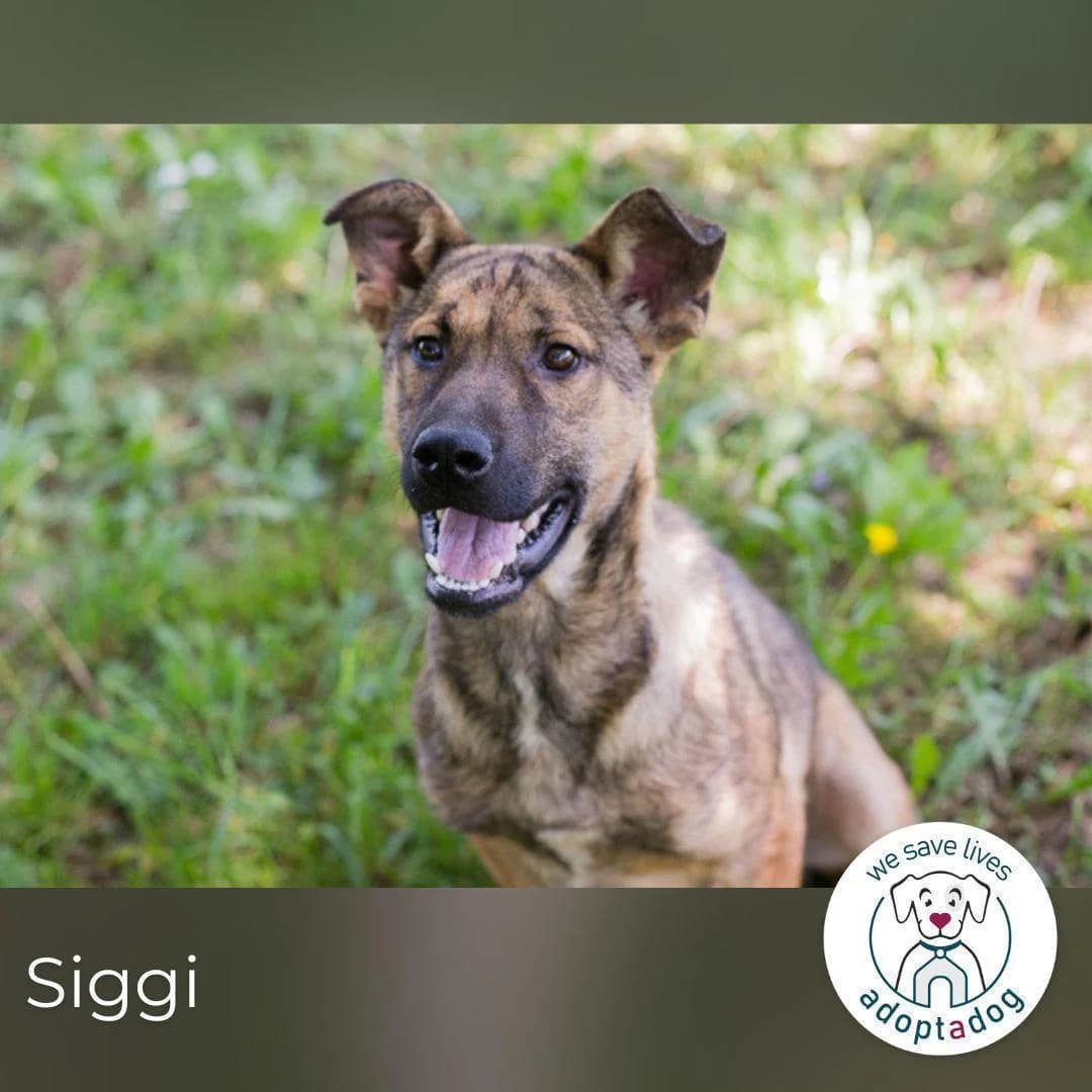 Siggi, male puppy Mixed Breed for adoption at Tierfreunde im Fläming e.V.