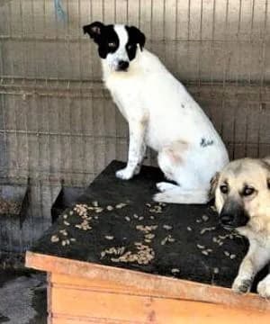 NOTFALL, female 5yo Mixed Breed for adoption at Tierfreunde im Fläming e.V.