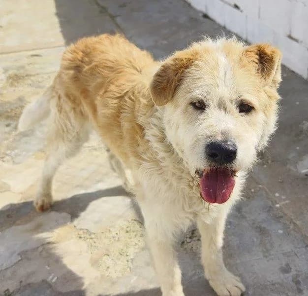 Thiago, male senior Mixed Breed for adoption at Tierfreunde im Fläming e.V.