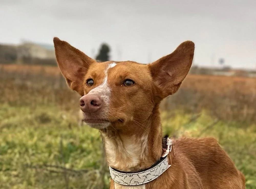 Manchuela, female young Podenco for adoption at Tierfreunde im Fläming e.V.