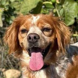 Eli, weiß male 3yo mixed breed for adoption at Tierfreunde im Fläming e.V.