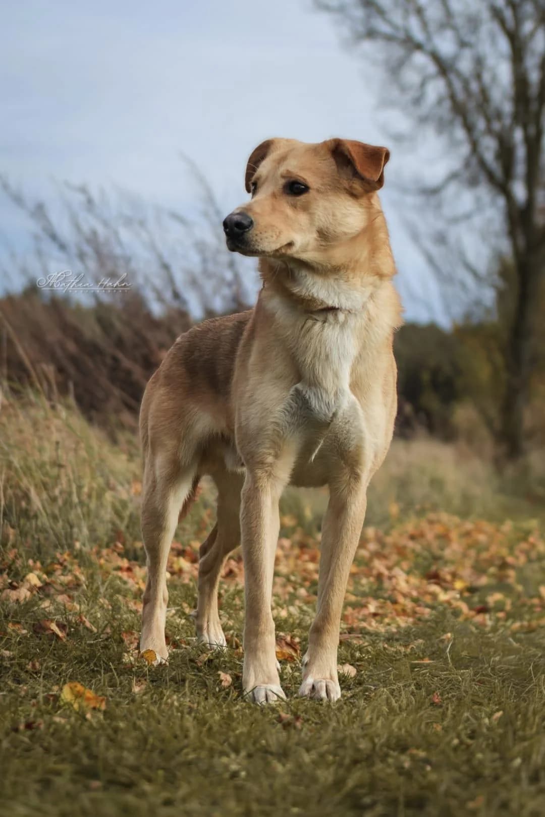 Janko, male 5yo Mixed Breed for adoption at Tierfreunde im Fläming e.V.