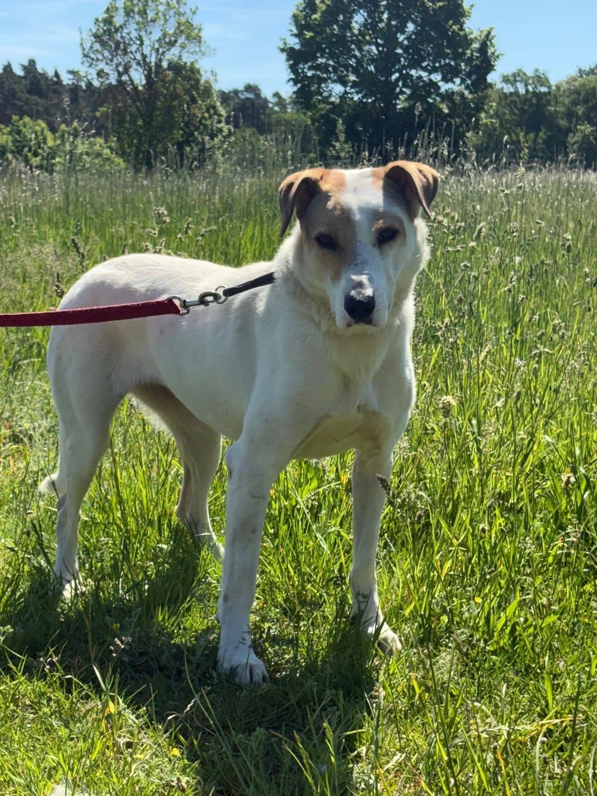 🐾 Debbie, female 6yo Mixed Breed for adoption at Tierfreunde im Fläming e.V.