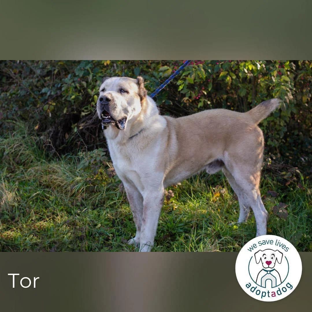 Tor, male senior mixed breed for adoption at Tierfreunde im Fläming e.V.