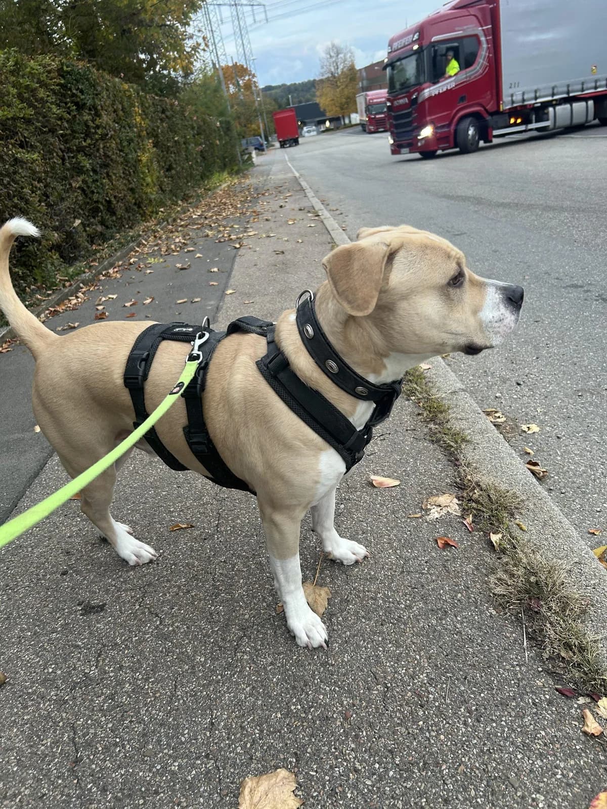 Vermittlungshilfe, male 4yo American Bully for adoption at Tierfreunde im Fläming e.V.