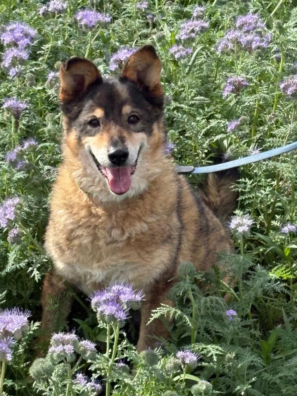 Briel, male senior Mixed Breed for adoption at Tierfreunde im Fläming e.V.