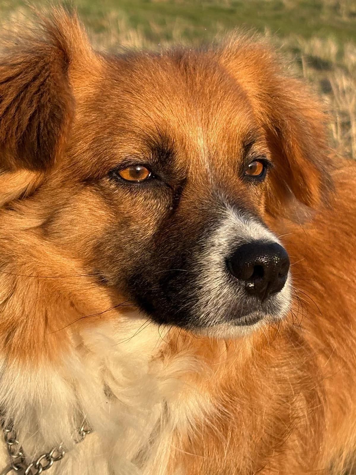 Marlon, male 6yo mixed breed for adoption at Tierfreunde im Fläming e.V.