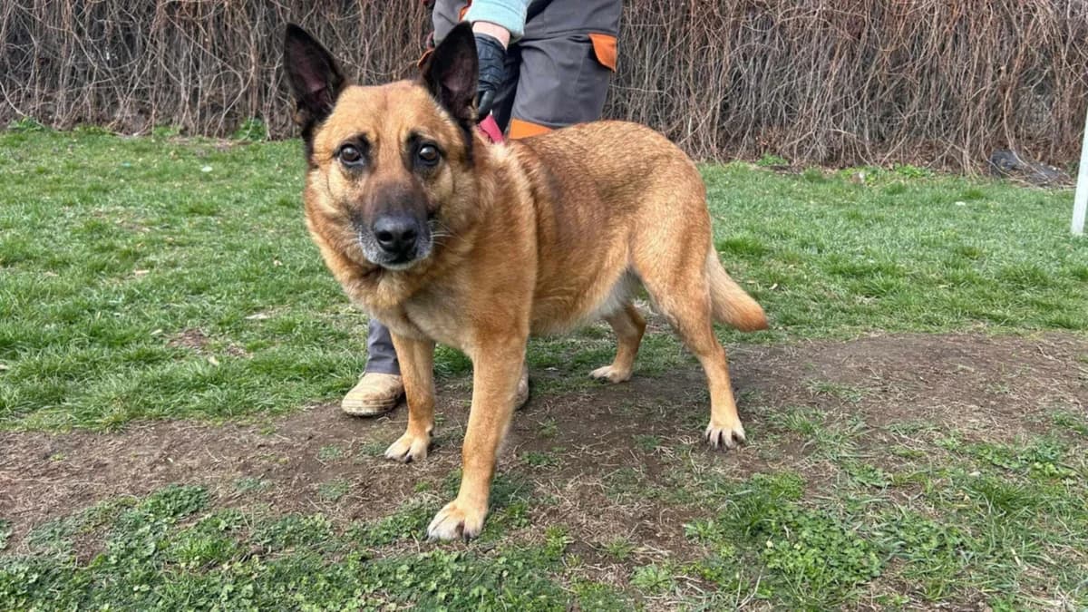 Lupu, male 5yo Mixed Breed for adoption at Tierfreunde im Fläming e.V.