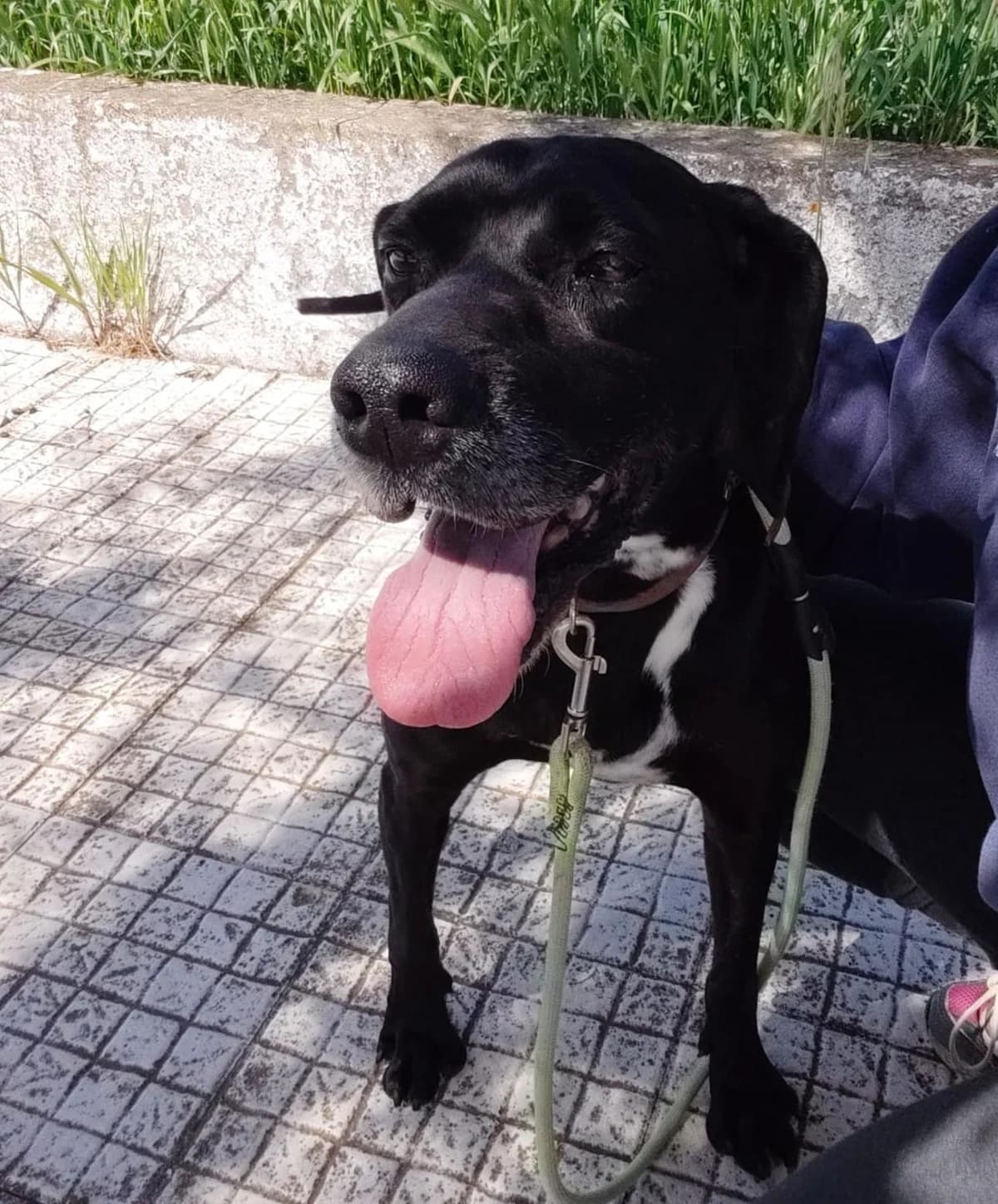 Lupita, female senior mixed breed for adoption at Tierfreunde im Fläming e.V.