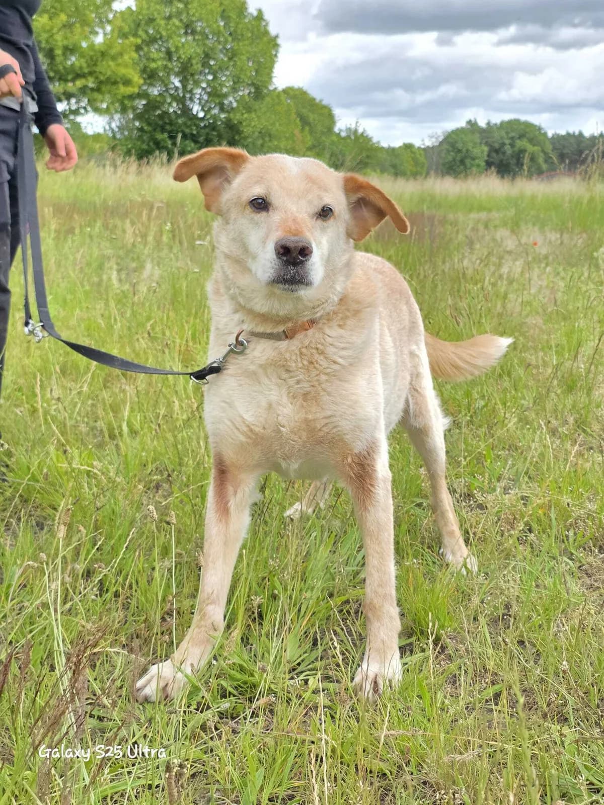 Alfredo, male senior Mixed Breed for adoption at Tierfreunde im Fläming e.V.