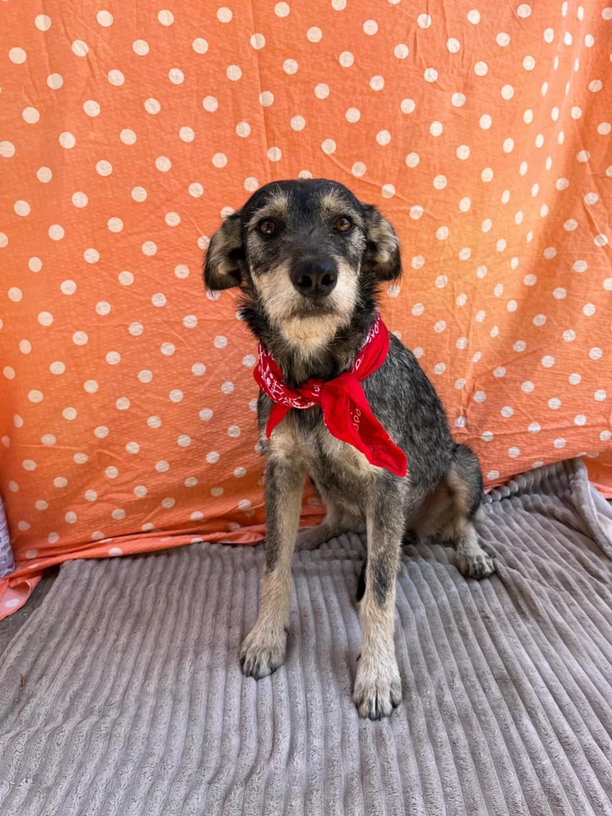 Asi, female young mixed breed for adoption at Tierfreunde im Fläming e.V.