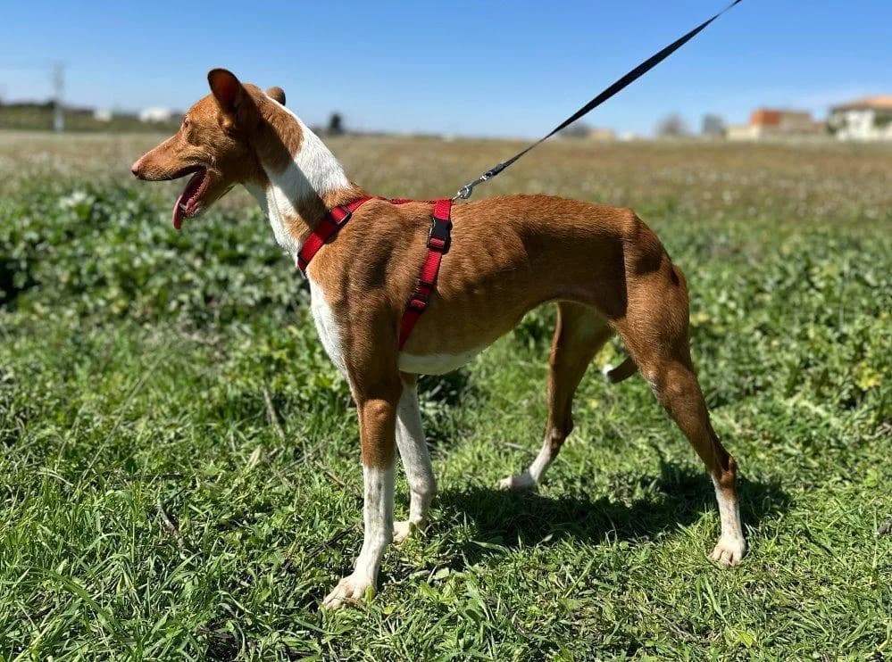 Mortadela, young Podenco for adoption at Tierfreunde im Fläming e.V.