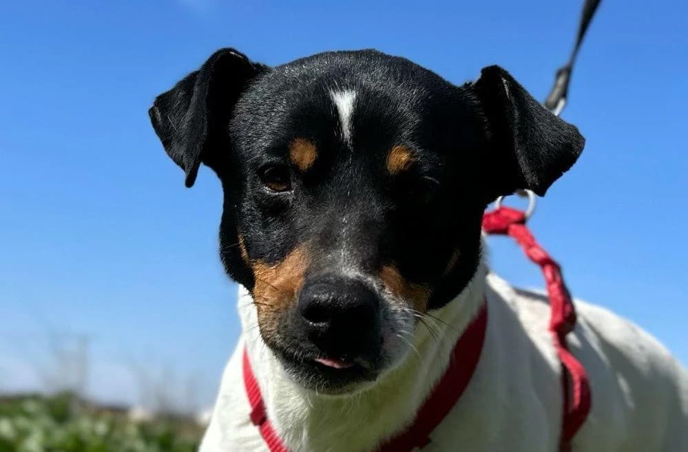 Buñuelo, male 7yo Bodeguero Andaluz for adoption at Tierfreunde im Fläming e.V.
