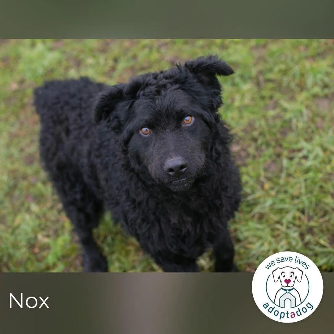 Nox, male young German Shepherd for adoption at Tierfreunde im Fläming e.V.