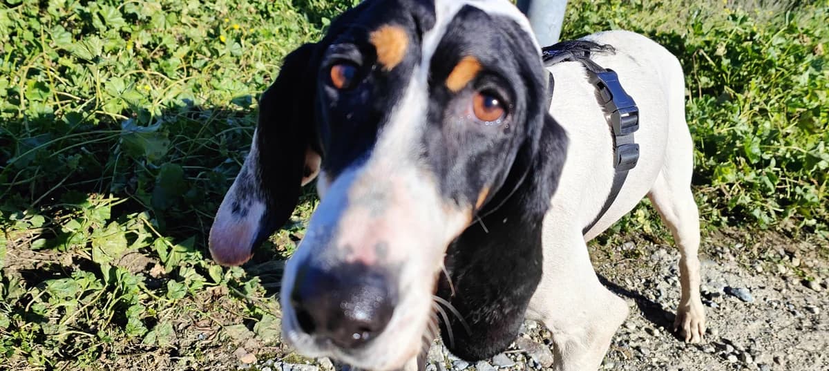 Guijo, male senior Mixed Breed for adoption at Tierfreunde im Fläming e.V.