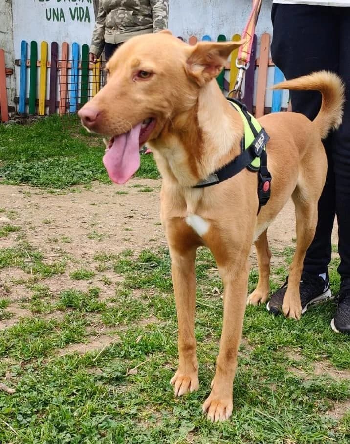 Rayo, male 6yo Mixed Breed for adoption at Tierfreunde im Fläming e.V.